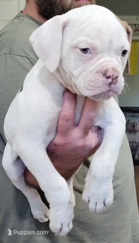 Georgia X Fig – American Bulldog puppy for sale in Rome, GA