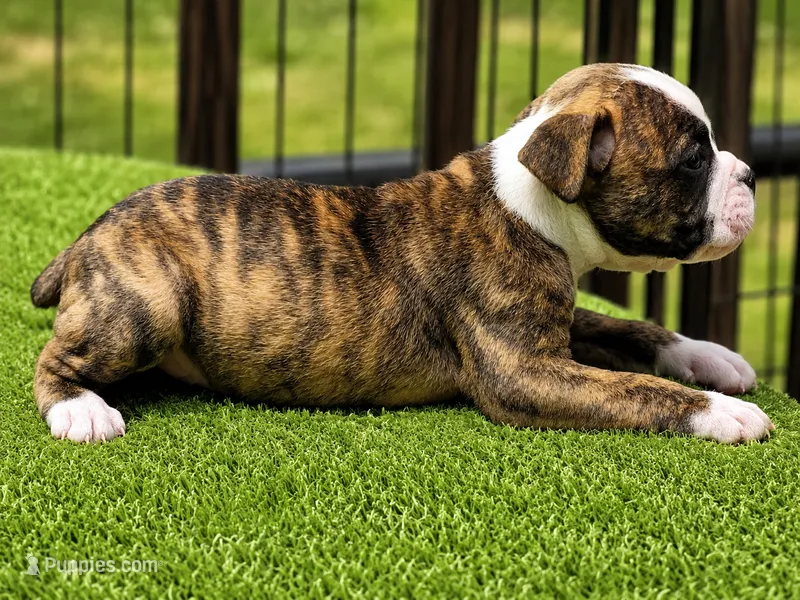 Tulsa x Angus – Olde English Bulldogge puppy for sale in Rome, GA