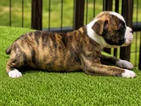 Tulsa x Angus, a male Olde English Bulldogge for sale in Rome, GA – 1 of 2