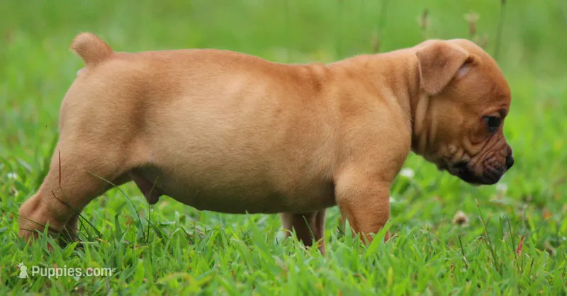 Tulsa x Angus – Olde English Bulldogge puppy for sale in Rome, GA