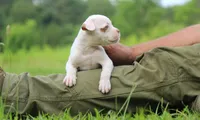 JuJu X Rosalee, a female American Bulldog for sale in Rome, GA – 1 of 9
