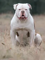 JuJu X Rosalee, a male American Bulldog for sale in Rome, GA – 6 of 10