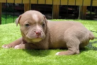 Tulsa x Angus, a female Olde English Bulldogge for sale in Rome, GA – 1 of 5