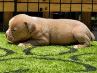Tulsa x Angus, a female Olde English Bulldogge for sale in Rome, GA – 2 of 5