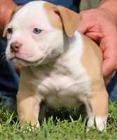 Georgia X Fig, a female American Bulldog for sale in Rome, GA – 3 of 10