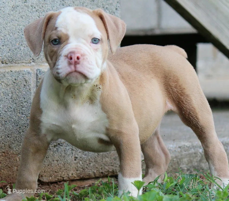Tulsa x Angus – Olde English Bulldogge puppy for sale in Rome, GA