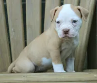 Georgia X Fig, a female American Bulldog for sale in Rome, GA – 3 of 9