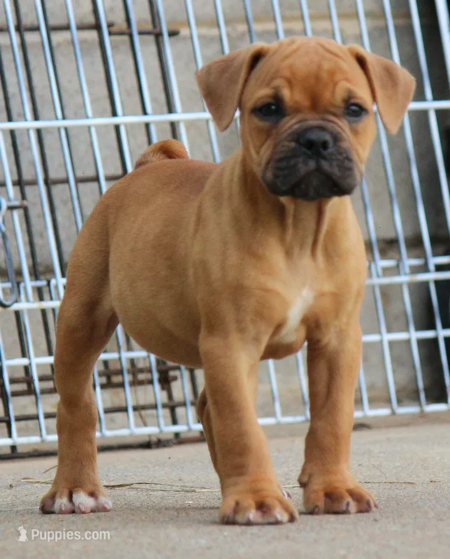Tulsa x Angus – Olde English Bulldogge puppy for sale in Rome, GA