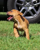 Tulsa x Angus, a male Olde English Bulldogge for sale in Rome, GA – 3 of 10
