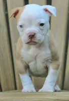 Georgia X Fig, a male American Bulldog for sale in Rome, GA – 1 of 8