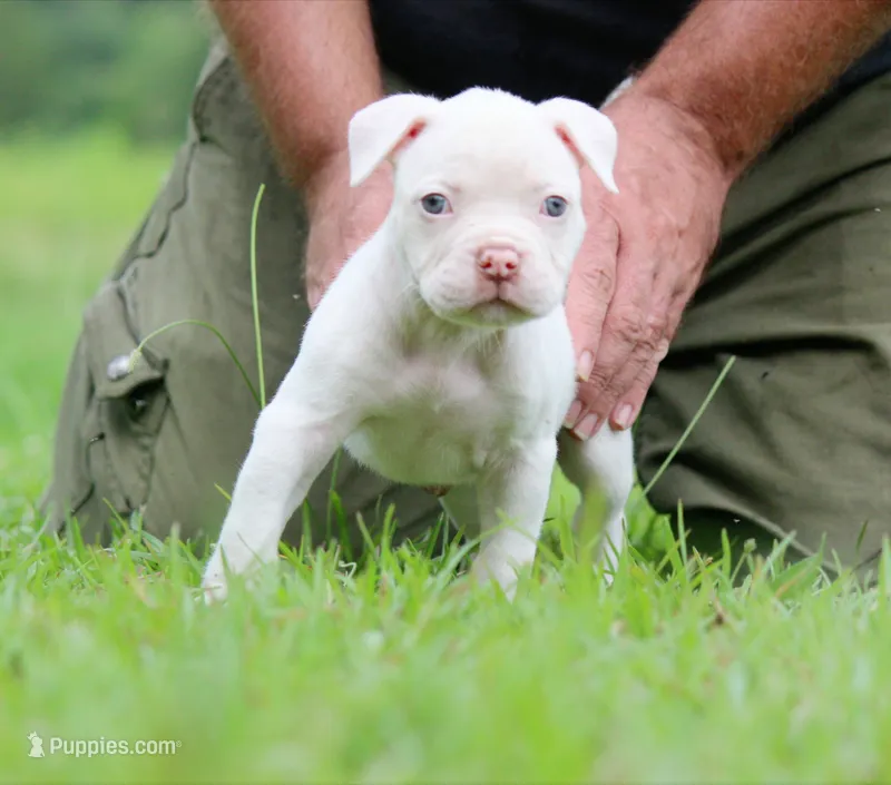JuJu X Rosalee, a female American Bulldog for sale in Rome, GA – 1 of 9