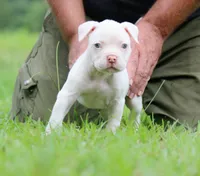 JuJu X Rosalee, a female American Bulldog for sale in Rome, GA – 1 of 9