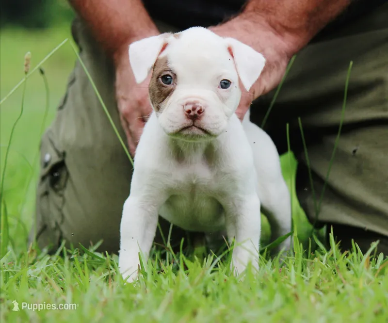 JuJu X Rosalee – American Bulldog puppy for sale in Rome, GA