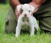 JuJu X Rosalee, a male American Bulldog for sale in Rome, GA – 1 of 10