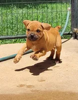 Tulsa x Angus, a male Olde English Bulldogge for sale in Rome, GA – 5 of 8