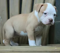 Georgia X Fig, a female American Bulldog for sale in Rome, GA – 4 of 9
