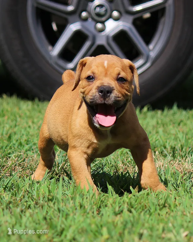 Tulsa x Angus – Olde English Bulldogge puppy for sale in Rome, GA