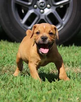Tulsa x Angus, a male Olde English Bulldogge for sale in Rome, GA – 1 of 10