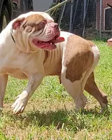 Georgia X Fig, a female American Bulldog for sale in Rome, GA – 8 of 9