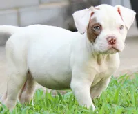 JuJu X Rosalee, a male American Bulldog for sale in Rome, GA – 4 of 6