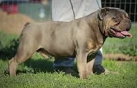 Tulsa x Angus, a female Olde English Bulldogge for sale in Rome, GA – 5 of 6