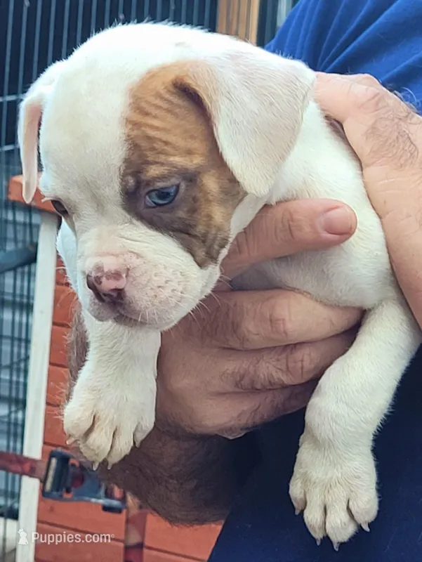 JuJu X Rosalee – American Bulldog puppy for sale in Rome, GA