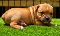 Tulsa x Angus, a male Olde English Bulldogge for sale in Rome, GA – 2 of 6