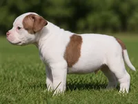 Georgia X Fig, a male American Bulldog for sale in Rome, GA – 2 of 8