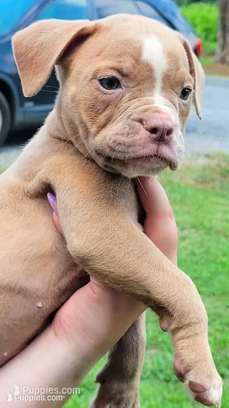 Tulsa x Angus – Olde English Bulldogge puppy for sale in Rome, GA