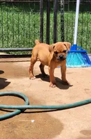 Tulsa x Angus, a male Olde English Bulldogge for sale in Rome, GA – 3 of 8