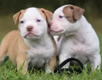 Georgia X Fig, a female American Bulldog for sale in Rome, GA – 5 of 10