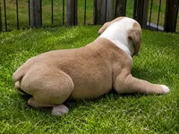 Tulsa x Angus, a male Olde English Bulldogge for sale in Rome, GA – 3 of 3
