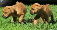 Tulsa x Angus, a male Olde English Bulldogge for sale in Rome, GA – 6 of 10