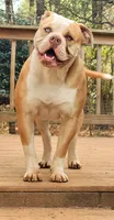 Tulsa x Angus, a female Olde English Bulldogge for sale in Rome, GA – 4 of 6