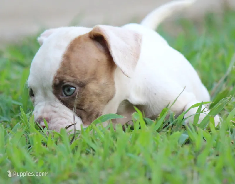 JuJu X Rosalee – American Bulldog puppy for sale in Rome, GA