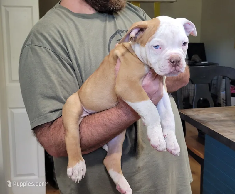 Georgia X Fig – American Bulldog puppy for sale in Rome, GA
