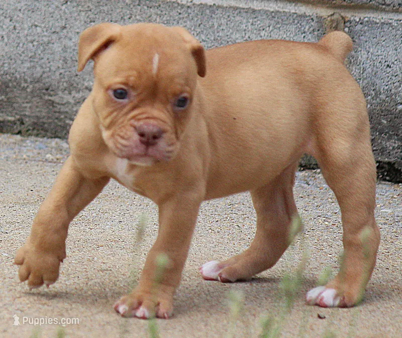 Tulsa x Angus – Olde English Bulldogge puppy for sale in Rome, GA