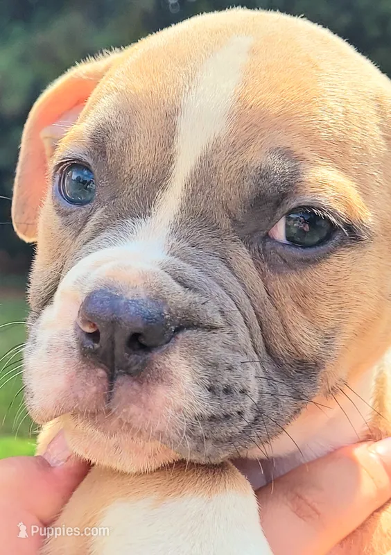 Tulsa x Angus – Olde English Bulldogge puppy for sale in Rome, GA
