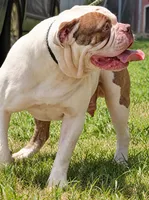 Georgia X Fig, a male American Bulldog for sale in Rome, GA – 6 of 6