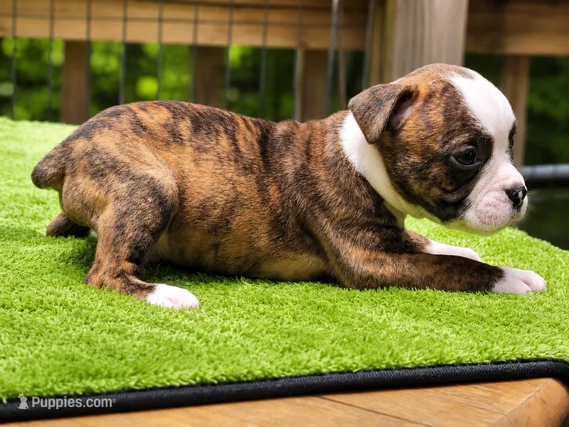 Tulsa x Angus – Olde English Bulldogge puppy for sale in Rome, GA