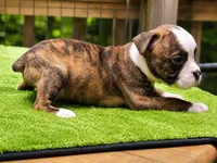 Tulsa x Angus, a male Olde English Bulldogge for sale in Rome, GA – 2 of 2