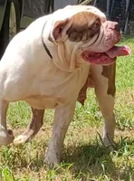 Georgia X Fig, a male American Bulldog for sale in Rome, GA – 8 of 8