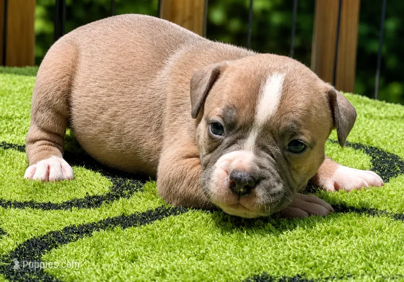 Tulsa x Angus – Olde English Bulldogge puppy for sale in Rome, GA