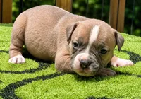 Tulsa x Angus, a female Olde English Bulldogge for sale in Rome, GA – 4 of 4