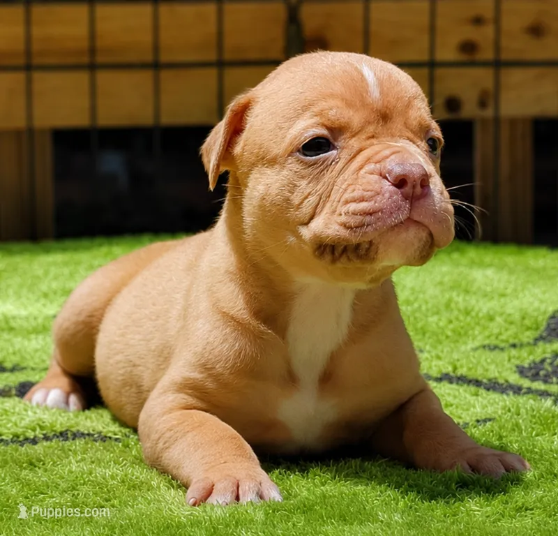 Tulsa x Angus – Olde English Bulldogge puppy for sale in Rome, GA