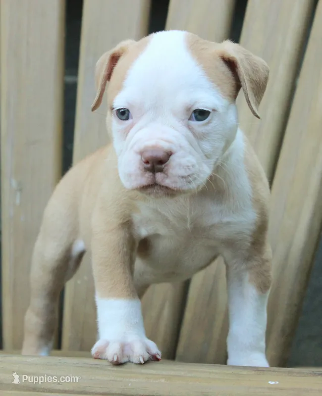 Georgia X Fig – American Bulldog puppy for sale in Rome, GA