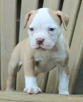 Georgia X Fig, a female American Bulldog for sale in Rome, GA – 1 of 9