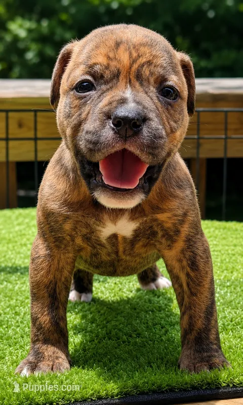 Tulsa x Angus – Olde English Bulldogge puppy for sale in Rome, GA