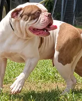 Georgia X Fig, a male American Bulldog for sale in Rome, GA – 5 of 6