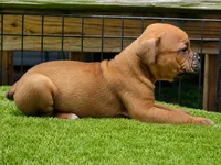 Tulsa x Angus, a male Olde English Bulldogge for sale in Rome, GA – 3 of 3